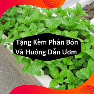 Combo 2 Gói Hạt Giống Húng Bạc Hà ( HÚng Lủi )