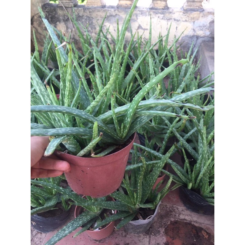 cây nha đam giống