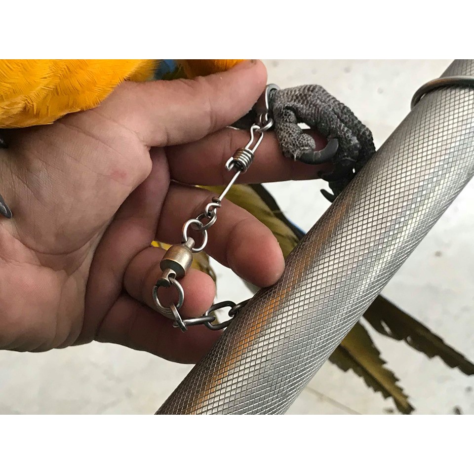 Xích chân cho vẹt xám và vẹt xích