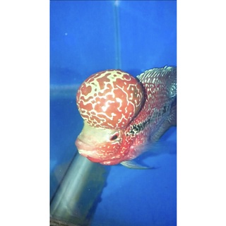 cám thức ăn cá la hán (Kim bao Aquarium)