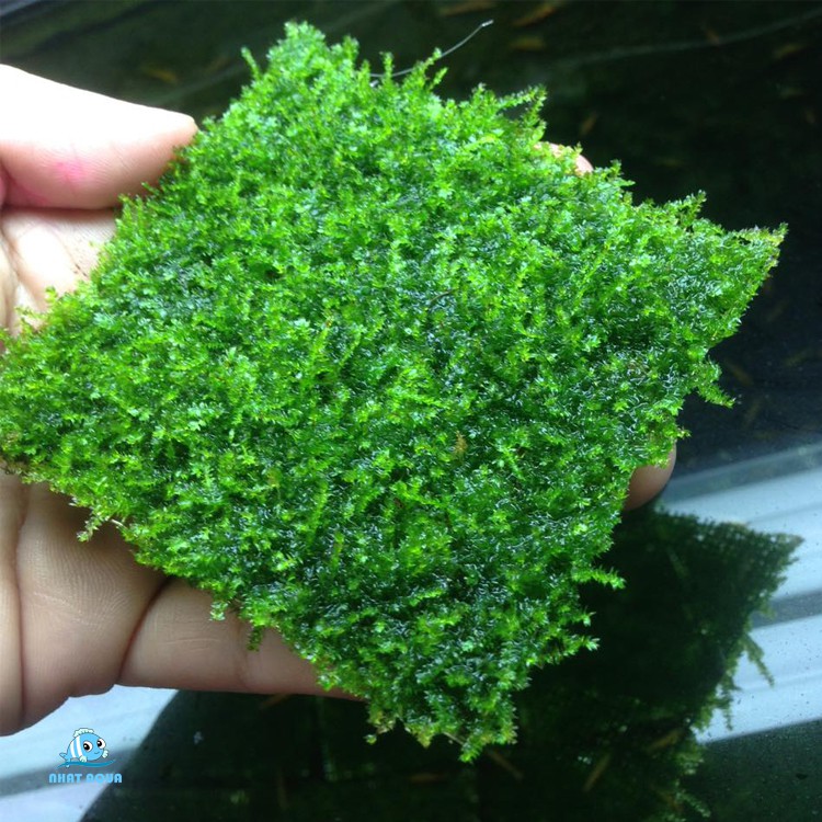Rêu thủy sinh MINI TAIWAN - Taiwan moss