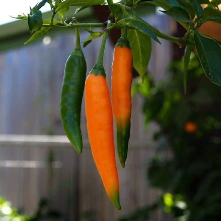 Hạt giống Ớt cam chỉ địa siêu cay nhập thái lan nguyên gói 0.5gr (~70 hạt) (Yellow Pepper)