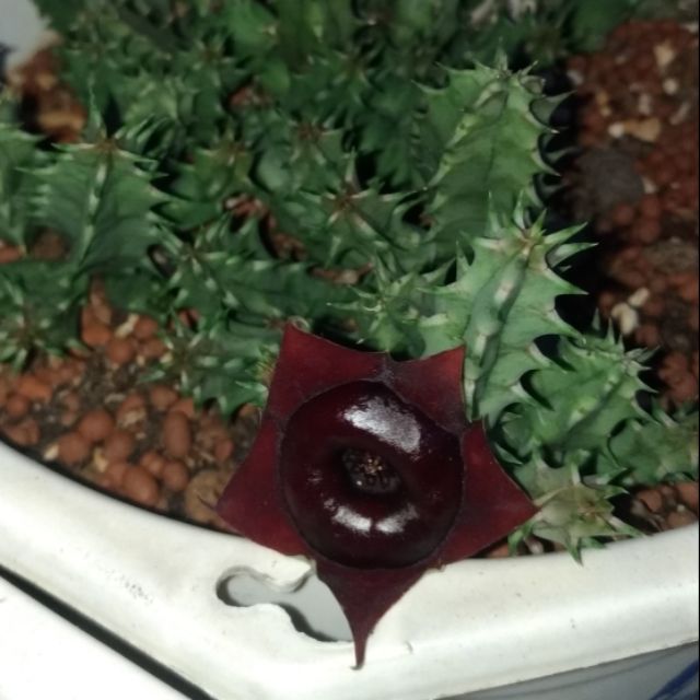 Sao biển Huernia hybrid "Korat crimson"