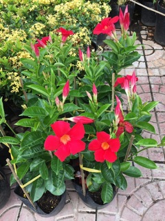 Cây hoa trang đài siêu hoa