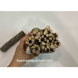Lũa cholla cho tép cảnh (size 15x3cm)