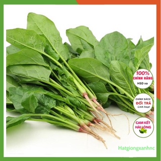 Hạt giống Cải bó xôi, đóng gói 20gr, giàu dinh dưỡng, dễ trồng, ít sâu bệnh
