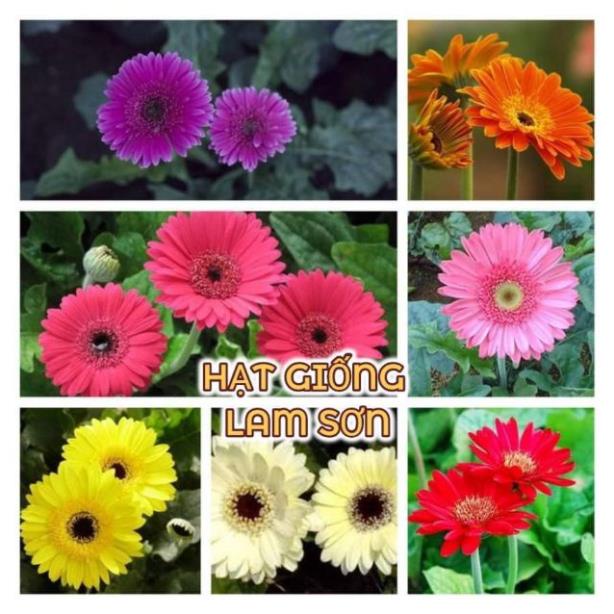 HẠT GIỐNG HOA ĐỒNG TIỀN MIX F1- Loài Hoa May Mắn, Nhiều Tài Lộc.