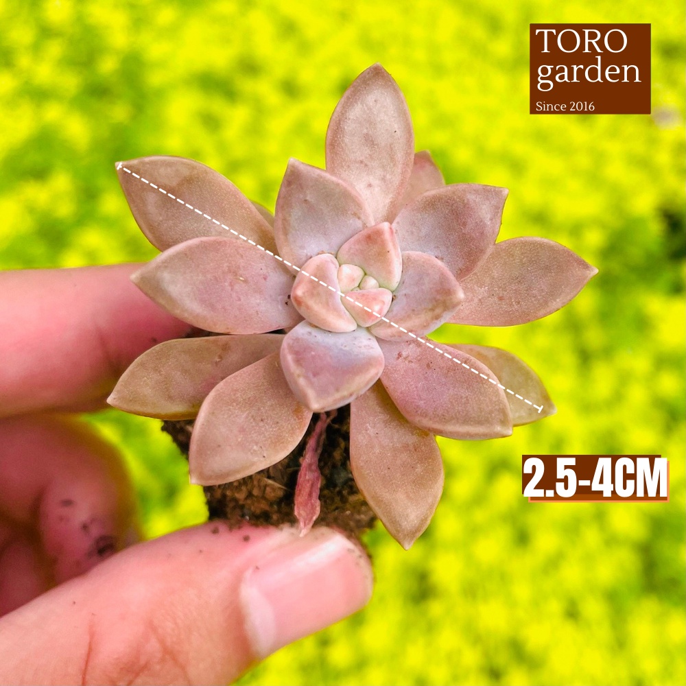 Sen đá đá tím Đà Lạt size mini cây cảnh trang trí nhà cửa Toro garden