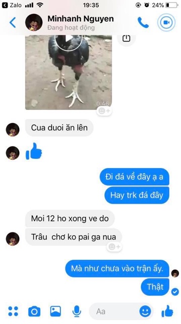 Linh Đan Cóc Tam Thất - Mồi Cóc cho chiến kê