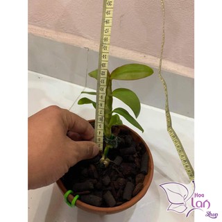 Lan Phi Điệp 🍀FREESHIP🍀 Hồng Yên Thủy [ Ươm Kie ]
