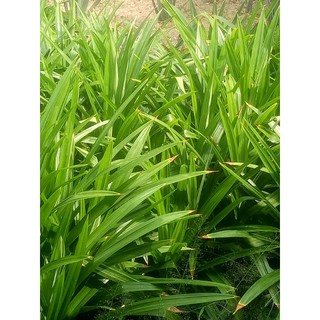 Lá dứa vườn hữu cơ 100%- 100g: