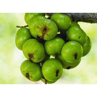 Quả Sung Khô Thái Lát 200g