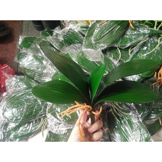 LÁ LAN HỒ ĐIỆP XỊN