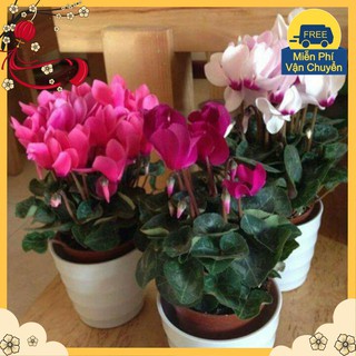 Hạt Giống Hoa Anh Thảo