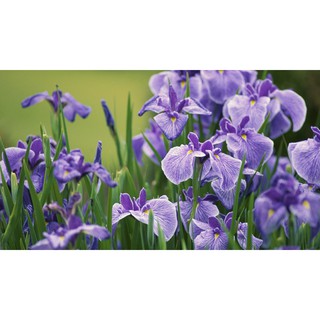 Bộ 1 hạt giống hoa diên vỹ xanh