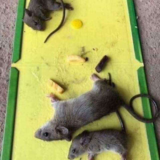 Keo dính chuột ( set 2 miếng)