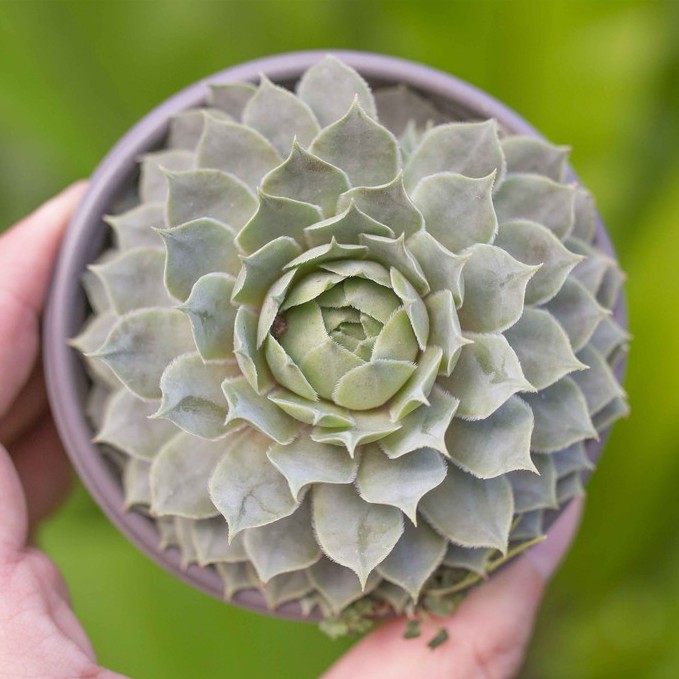 Sen đá phật bà 7-9cm Ms 05