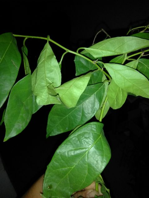 Lá xạ đen tươi - gói 1kg