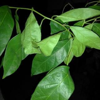 Cây xạ đen tươi - gói 1kg (freeship)