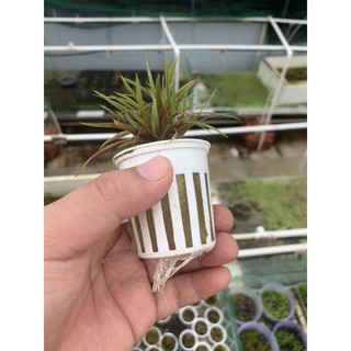 Cây thủy sinh Dùi trống Ấn Độ