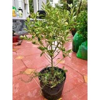 Cây tắc cẩm thạch ( cây quất cẩm thạch ) - 1 cây