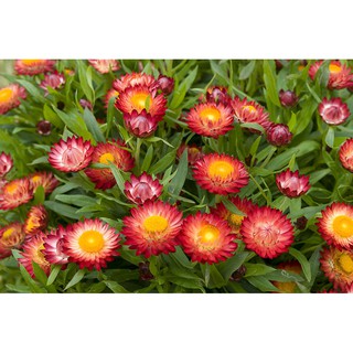 [SALE_1H] HẠT GIỐNG HOA CÚC BẤT TỬ NHIỀU MÀU F1 - 50 hạt