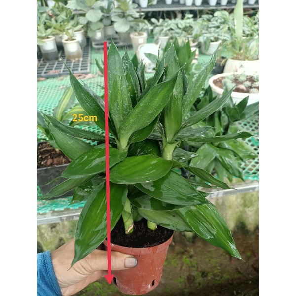 Phát tài búp sen để bàn 3 thân đất