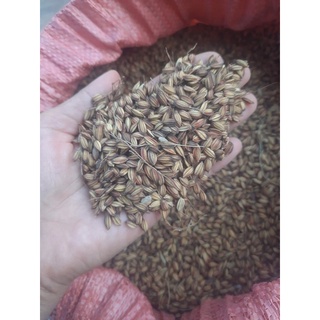GẠO NẾP LÀO CAI NỌI