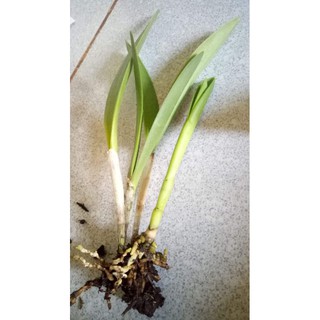 CÂY GIỐNG HOA LAN BRASS VÀNG