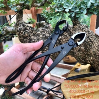 Cạp Tròn, Cạp Xéo Cây Cảnh Bonsai Hàng Chính Hãng Công Ty MST