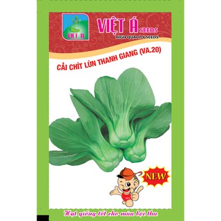 Hạt giống cải chít lùn thanh giang 20 gam và 50 gam