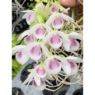 giả hạc lai mã số 4