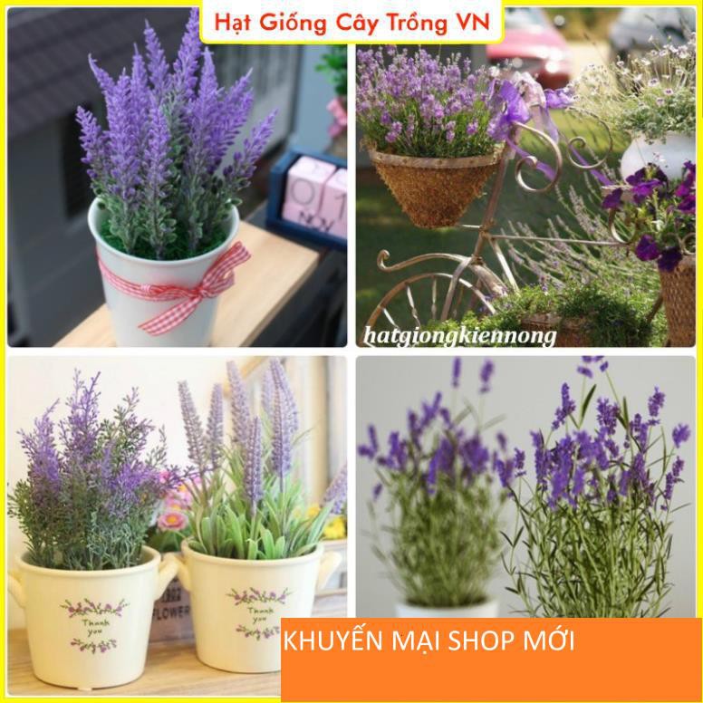 Hạt giống Hoa Oải Hương - Gói 50 Hạt khuyến mại shop mới