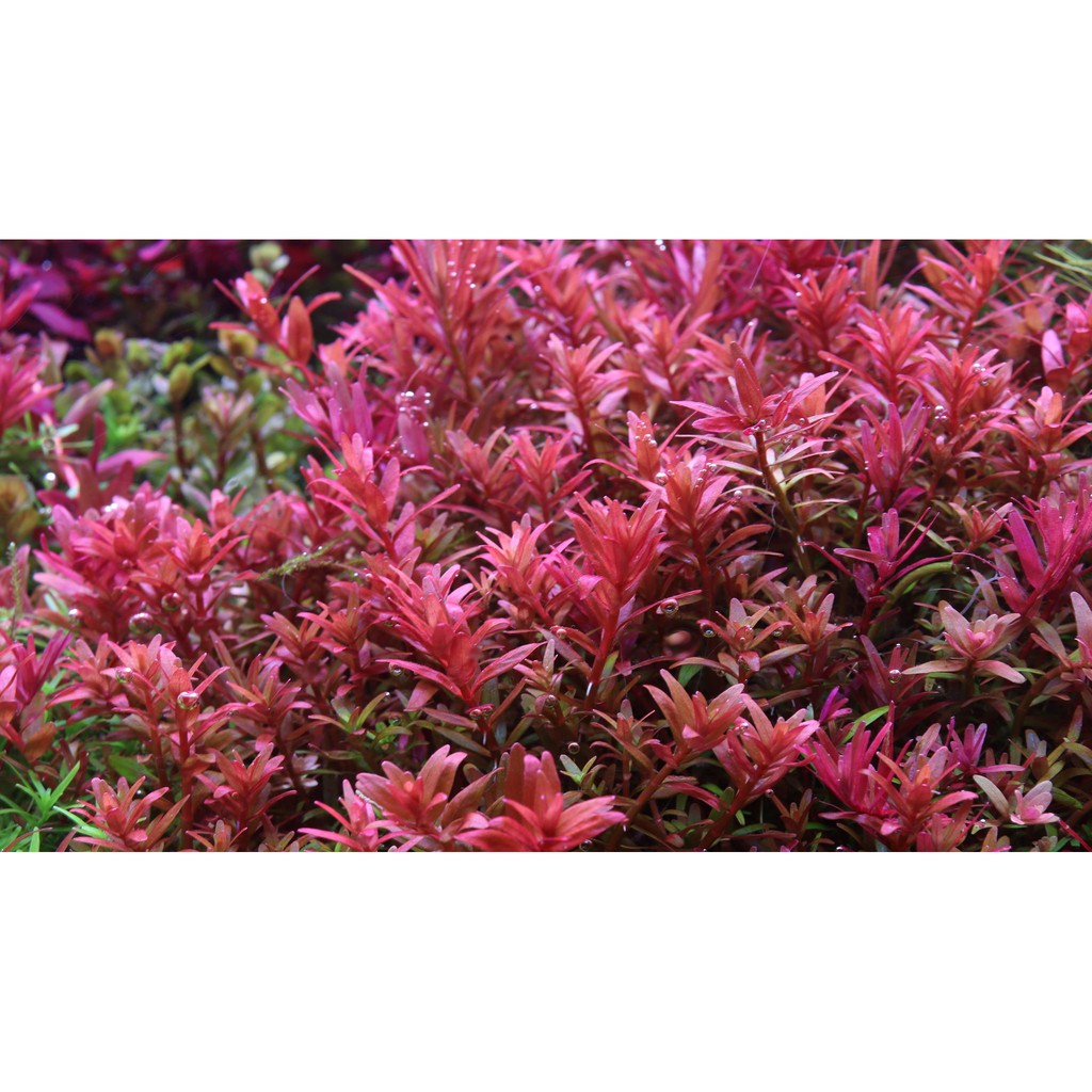 Cây Thủy Sinh Rotala Supered   - 20k/20 ngọn