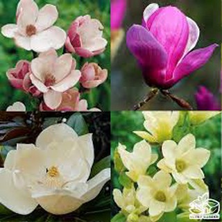 Hạt giống hoa mộc lan nhiều màu
