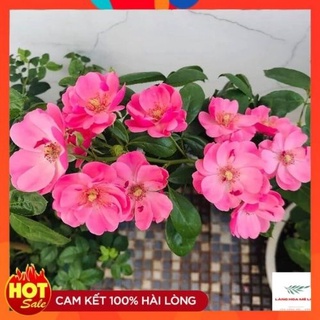 Hoa hồng leo ngoại Angela rose - bông chùm - sai hoa - cực đẹp - dễ chăm -Langhoamelinh