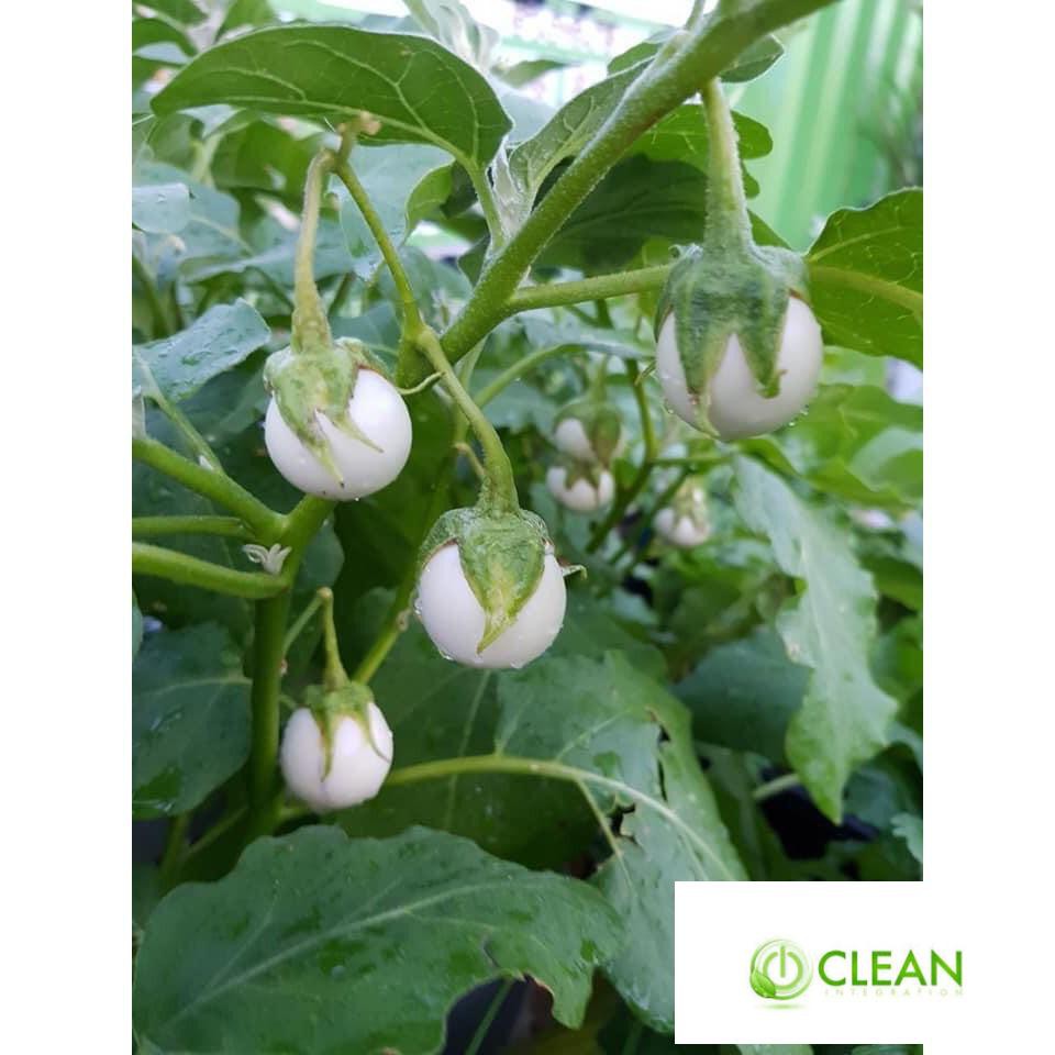 ⚡️Hạt Giống Cà Pháo Trắng Cao Sản F1⚡️ Sinh Trưởng Khỏe Chống Chịu Sâu Bệnh