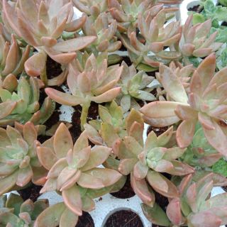 Sen đá đỏ lá dài loại vĩ cây to