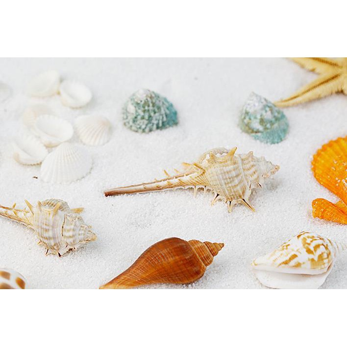 Vỏ Ốc Và Sao Biển Trang Trí Chụp Ảnh