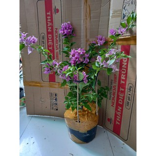 Cây vạn Huê lầu