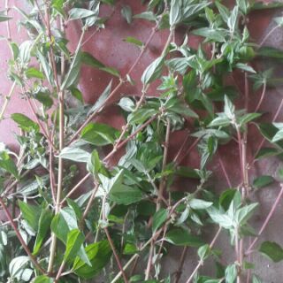 cành và lá dòi, mắm tươi 200g