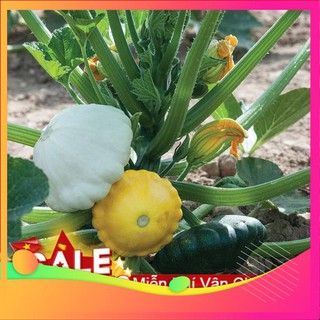 Hạt Giống Bí Đĩa Bay - 10 Hạt VIETGAR