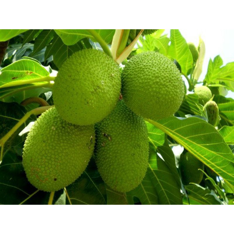 CÂY GIỐNG SAKE (SIÊU SỚM)