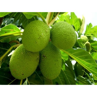 Cây giống sake