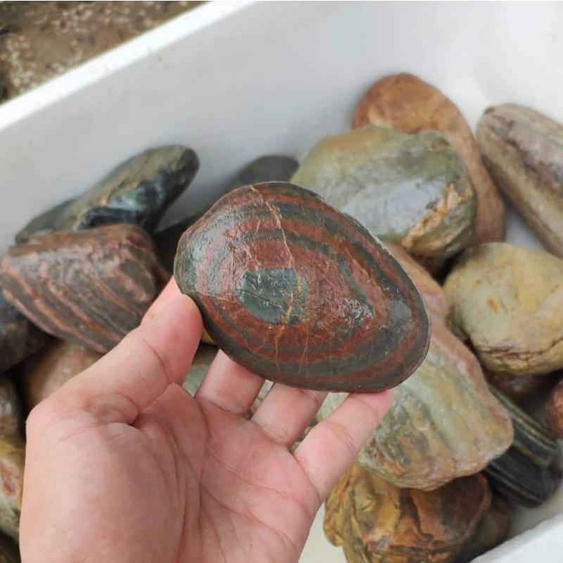 Đá cụi văng màu tự nhiên, chuyên set up hồ thủy sinh, bể cá - 1kg ( 3 đến 4 cục nhỏ )