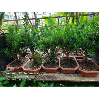 Tùng La Hán mini để bàn ( đã bao gồm chậu )