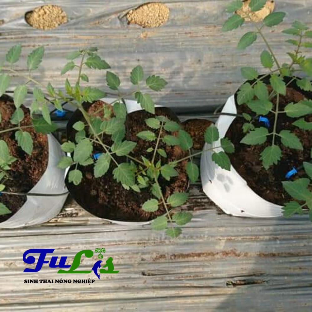 Bán 10 BỘ QUE CĂM TƯỚI NHỎ GIỌT CÓ BÙ ÁP 8 Lít/h ( bộ 4 que cắm) Tiết Kiệm Nước, Dùng Tưới Dưa Lưới, Tươ