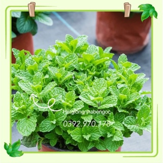 Hạt Giống Húng Lũi Bạc Hà Âu Choco Mint