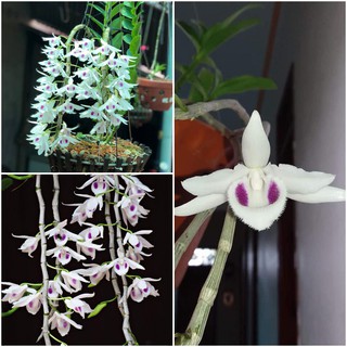 [Rẻ Vô Địch] Lan phi điệp 5 Cánh Trắng Phú Thọ (Cây Con Giống Gieo Hạt)
