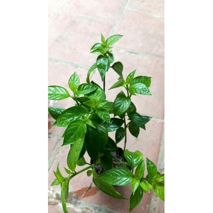 cây cẩm tím. cẩm đỏ